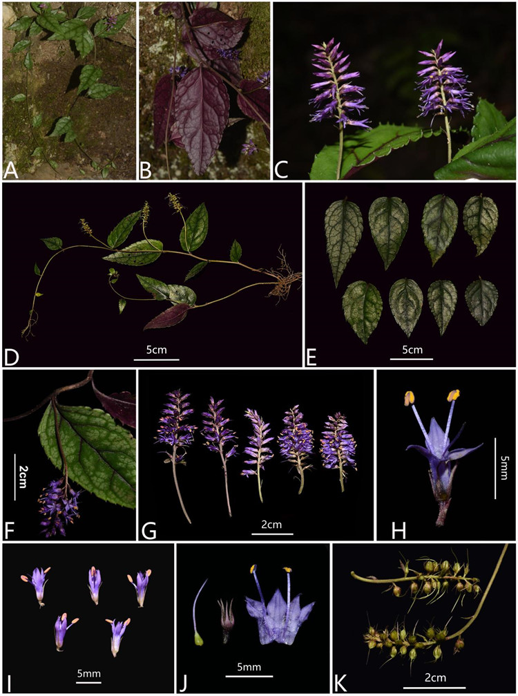 武陵腹水草（Veronicastrum wulingense）形態(tài)特征。受訪者供圖