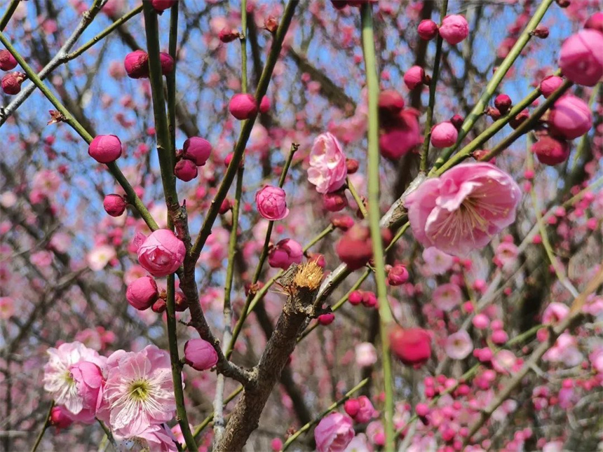 湖北紅安：一河兩岸千株梅花次第開放