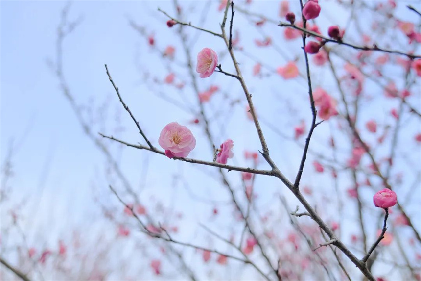 湖北紅安：一河兩岸千株梅花次第開放