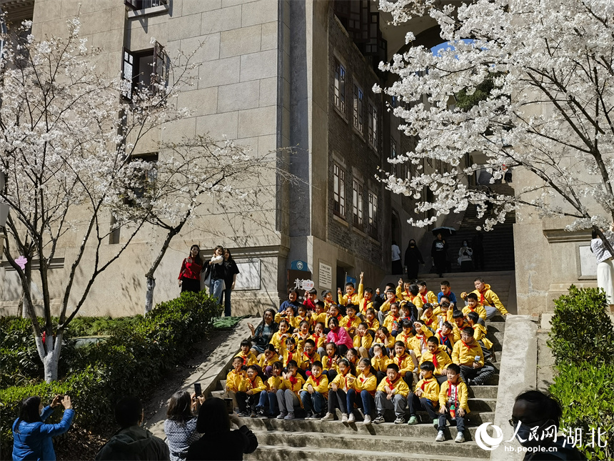 武漢大學(xué)櫻花盛放 花開浪漫滿校園