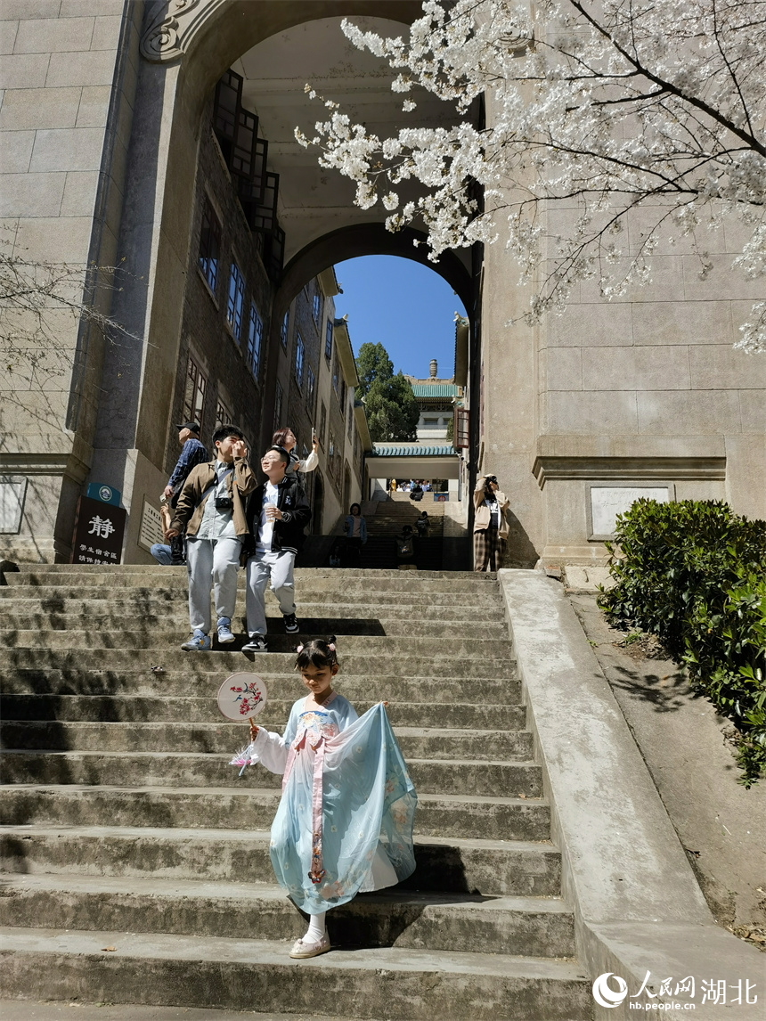 武漢大學(xué)櫻花盛放 花開(kāi)浪漫滿校園