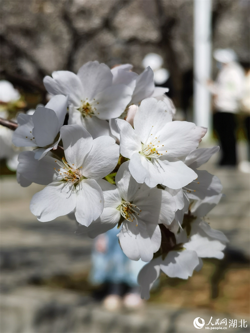 武漢大學(xué)櫻花盛放 花開(kāi)浪漫滿校園