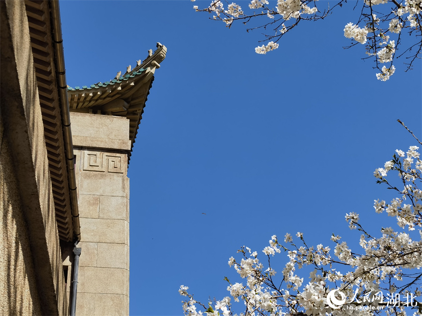 武漢大學(xué)櫻花盛放 花開(kāi)浪漫滿校園