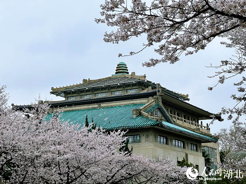 武漢大學櫻花盛開。人民網 張沛攝