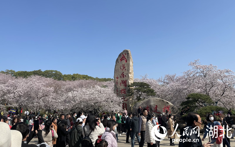 東湖櫻園的游客如潮般涌向粉白色的櫻花花海之中，樂享春光。人民網(wǎng) 張雋攝