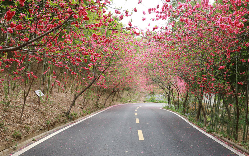 花鄉(xiāng)茶谷