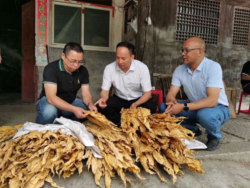 王洪煒（左一）在煙區(qū)查看煙葉烘烤質(zhì)量。恩施州煙草專賣局供圖