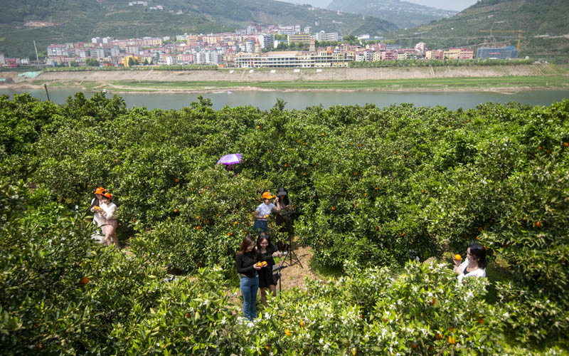 助農嘉賓在橙園直播。胡興軍攝