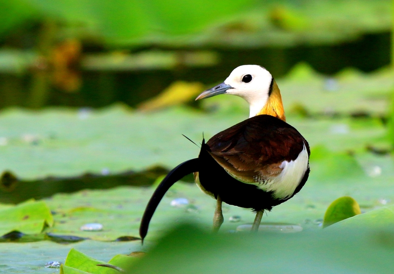 湖北返灣湖國家濕地公園