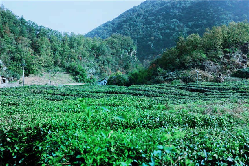 廖家村茶園