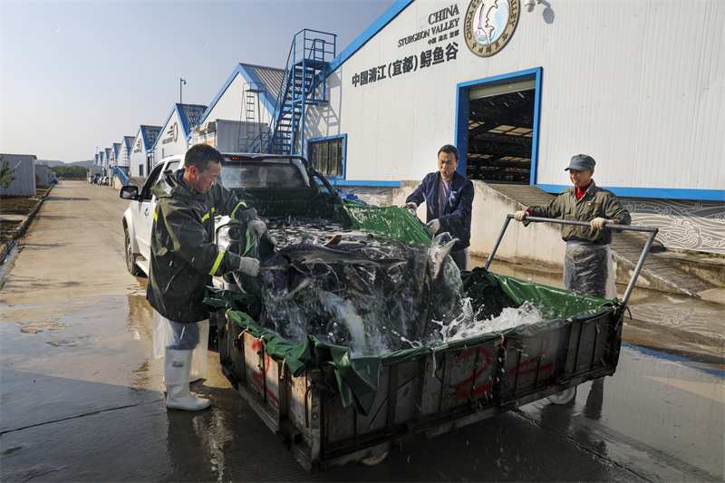 鱘魚谷養(yǎng)殖車間。望作信攝