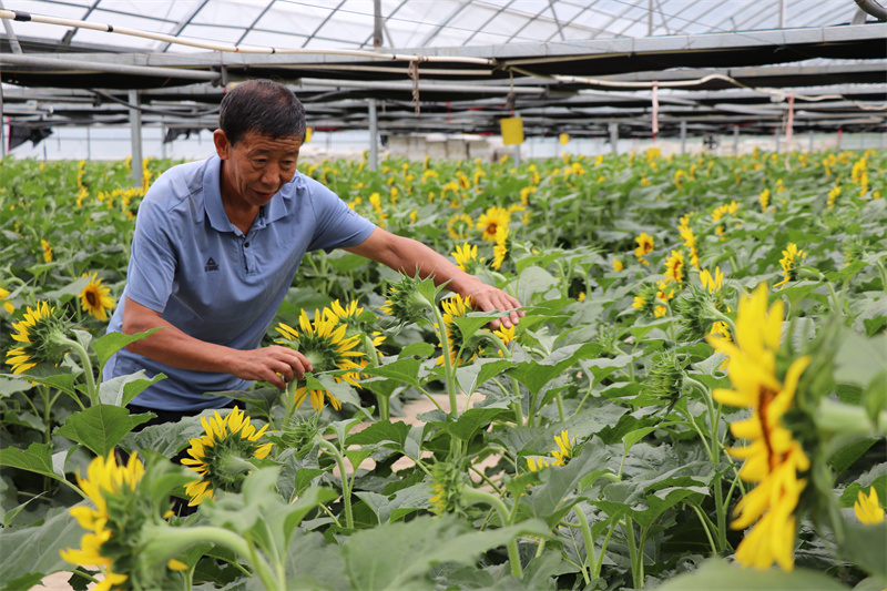 2023年9月，育苗服務(wù)隊員袁顯德種植的油葵。杜修峰攝