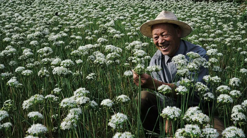 核桃樹埡村村民看著盛開的韭菜花臉上洋溢著幸福的笑容。席曙光攝