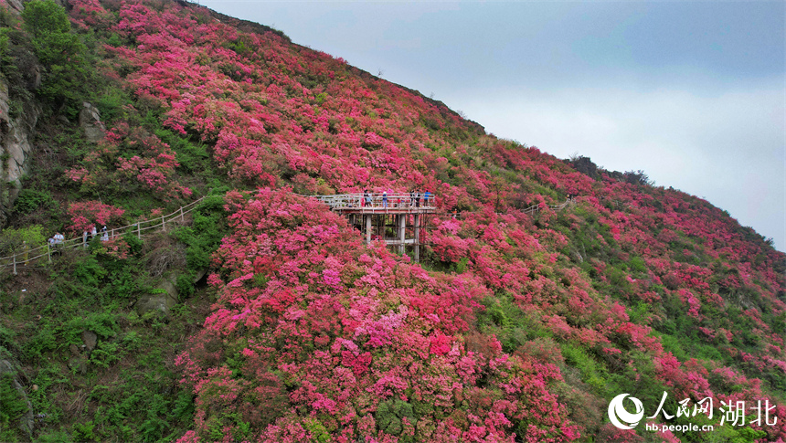 漫山遍野的杜鵑花。人民網(wǎng)記者 周倩文攝