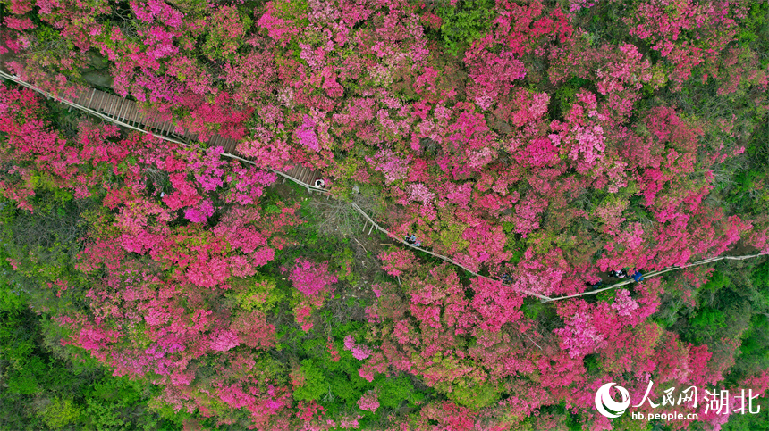 航拍杜鵑花海姹紫嫣紅。人民網(wǎng)記者 周倩文攝