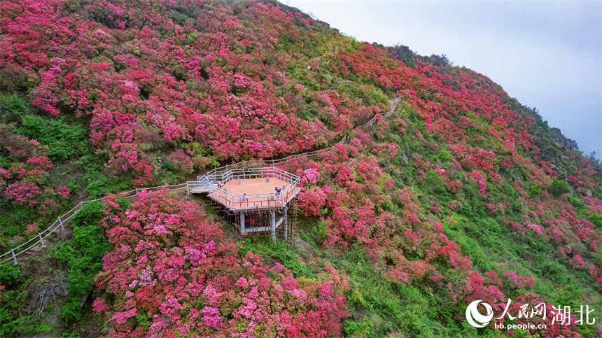 觀景臺(tái)邊的杜鵑花競(jìng)相綻放。人民網(wǎng)記者 周倩文攝