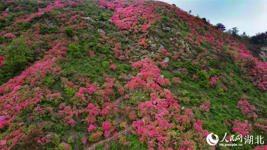 杜鵑花生長(zhǎng)在峭壁上，構(gòu)成景觀獨(dú)特、壯麗的風(fēng)景。人民網(wǎng)記者 周倩文攝