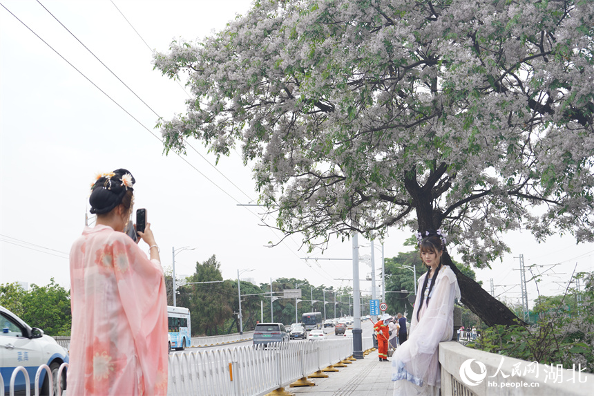 武漢黃鶴樓公園外，繁花盛開(kāi)，吸引游客穿漢服打卡。人民網(wǎng)記者 王郭驥攝