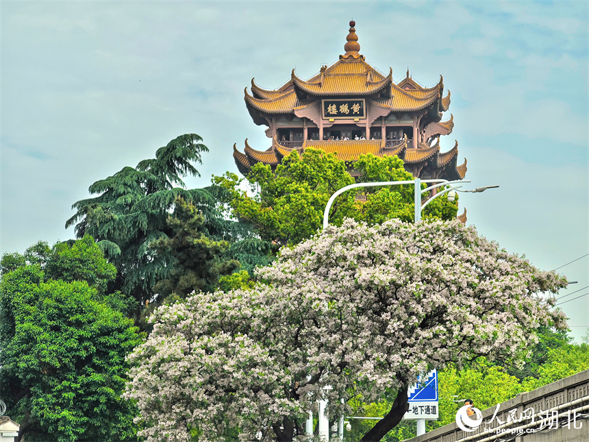 武漢黃鶴樓公園外，繁花盛開。人民網(wǎng)記者 周雯攝