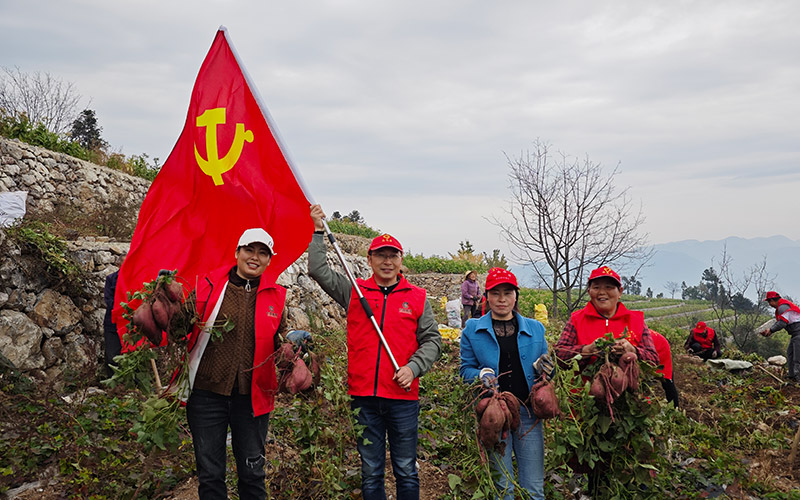 技術人員與煙農(nóng)一起采挖紅薯