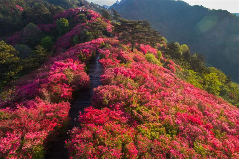 湖北交投龜峰山景區(qū)杜鵑花盛開(kāi)。